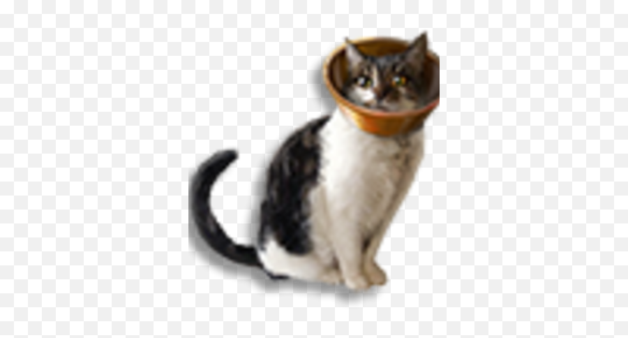 Animancy Cat - Official Pillars Of Eternity Wiki Emoji,Cat Icon Png