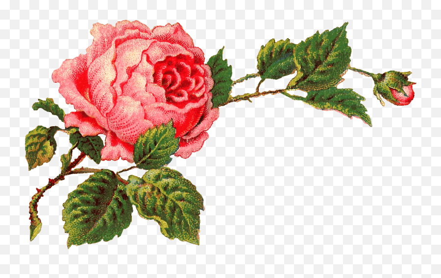 Bouquet Of Roses Transparent Png - Stickpng Transparent Vintage Roses Png Emoji,Roses Transparent