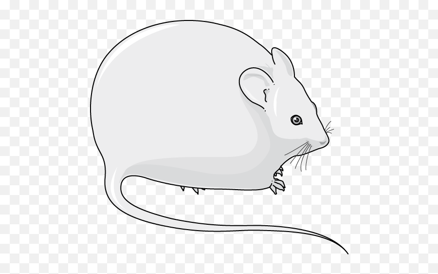 Obese Mouse - Servier Medical Art Souris Obèse Png Emoji,Guinea Pig Clipart