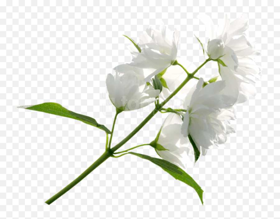 Free Png Download White Flower Png Emoji,White Flowers Transparent Background