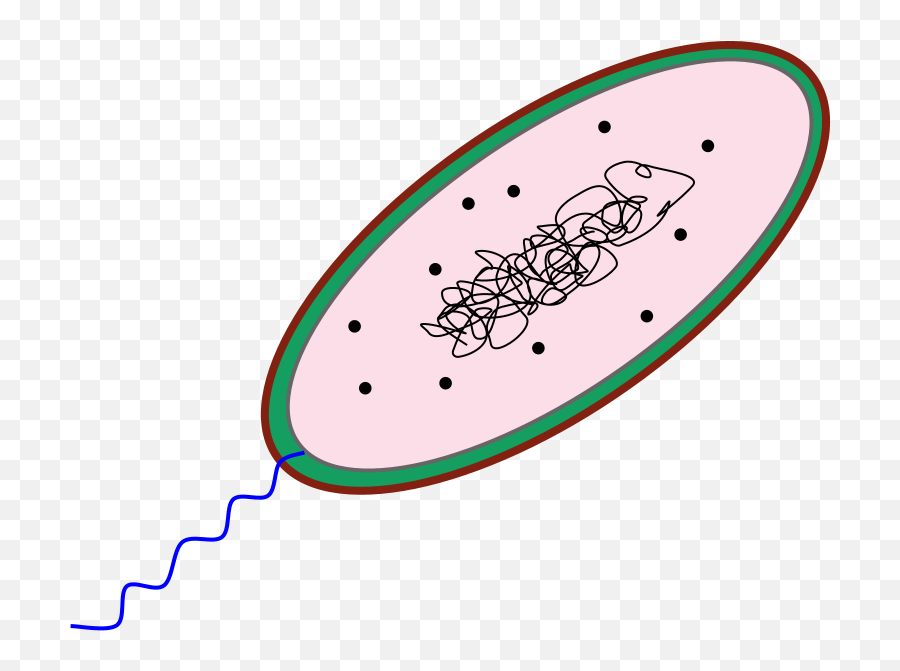 Bacteria Cell Clipart - Clip Art Library Prokaryotic Cell Clipart Png Emoji,Bacteria Clipart