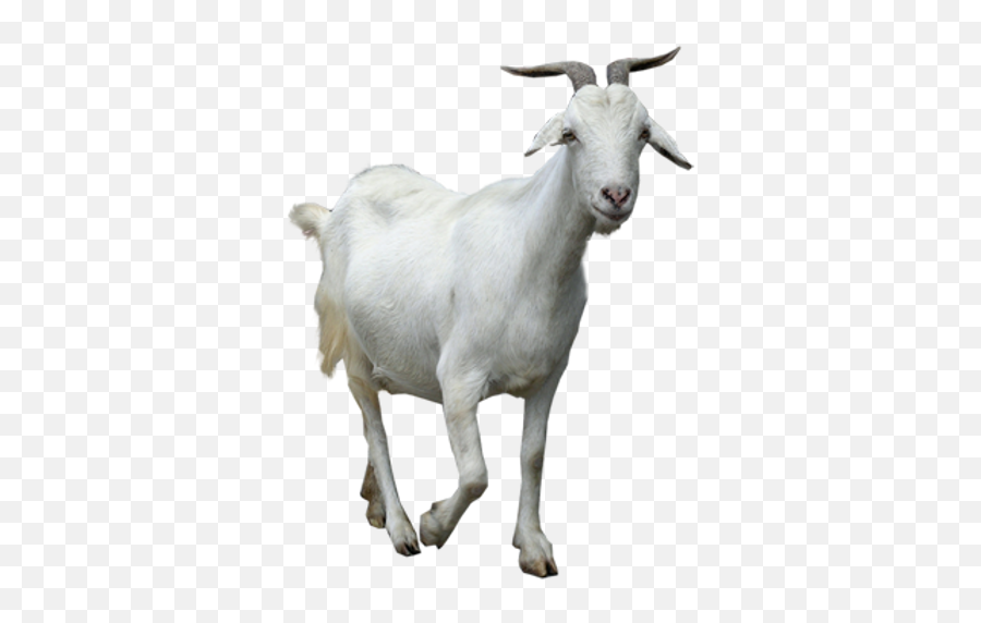 Goat Png Images - Goat Png Free Emoji,Goat Png