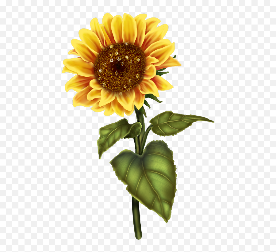 Jar Clipart Sunflower Jar Sunflower Transparent Free For - Sun Flower Art Png Emoji,Sunflower Transparent