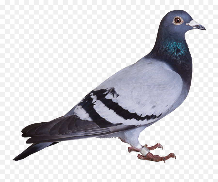 About Pigeon Png - Pigeon Png Emoji,Pigeon Clipart