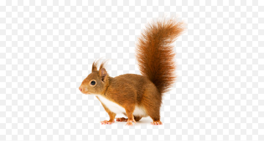 Download Hd Squirrel Png Download Png Image With - Red Squirrel Squirrel Clear Background Emoji,Squirrel Transparent Background