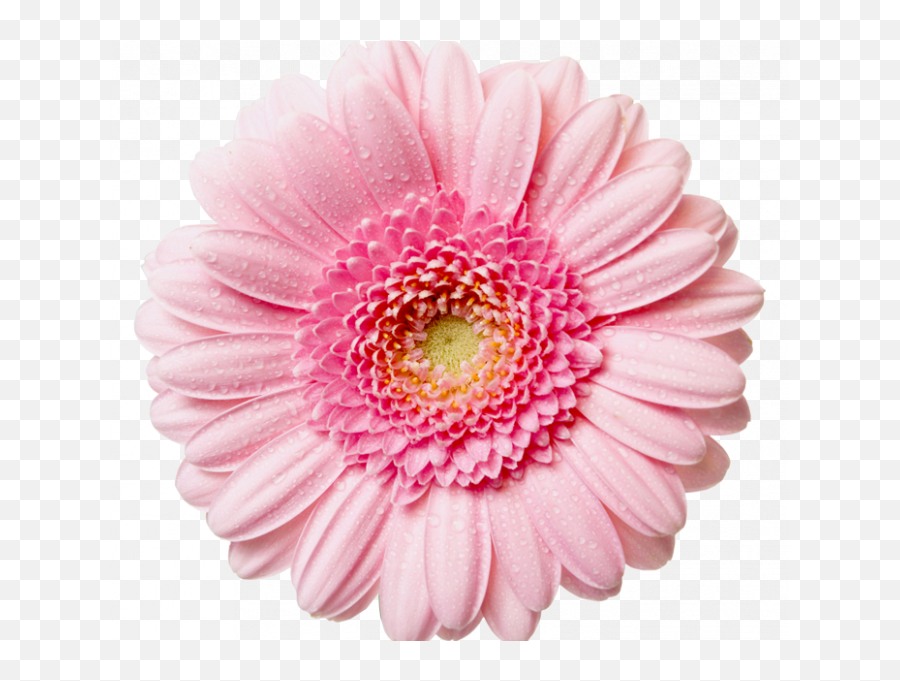 Pink Flower Transparent Background - Pink Flower Png Emoji,Flower Transparent