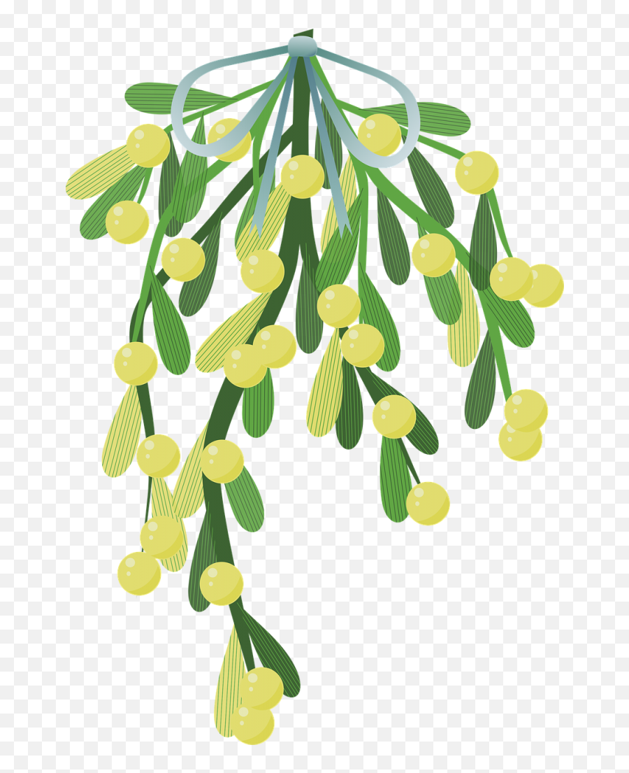 Mistletoe And Its Significance In Christmas - In The Mistletoe Logo Creative Commons Emoji,Mistletoe Transparent Background