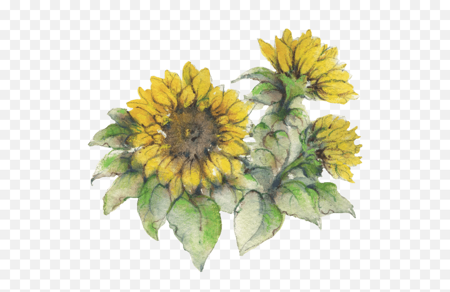 Beemcguire U2013 Canva Emoji,Watercolor Sunflower Png