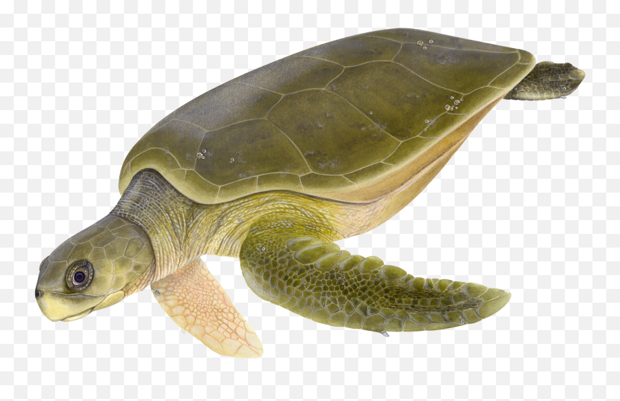 Download Hd Dawn Witherington - Flatback Sea Turtle Png Flatback Sea Turtle Emoji,Turtle Png