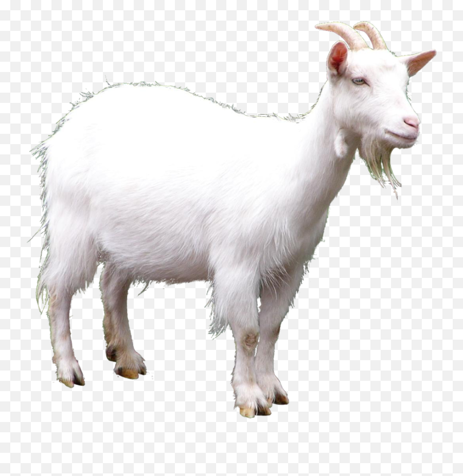 Download Goat Picture Hq Png Image - White Goat Png Emoji,Goat Png
