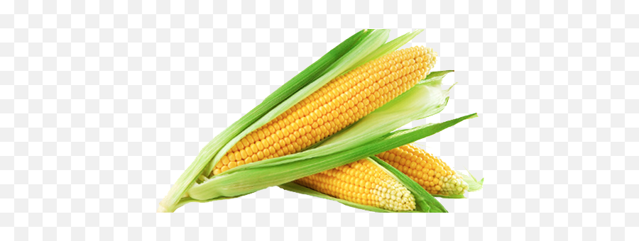 Cornfield Clipart Sweet Corn - Corn Is A Fruit Or Vegetable Sweet Corn In Png Emoji,Corn Clipart