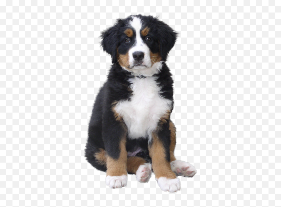 Ilmu Pengetahuan 10 Dog Clipart Png Transparent - Cachorro Preto Marrom E Branco Emoji,Dog Clipart Transparent Background
