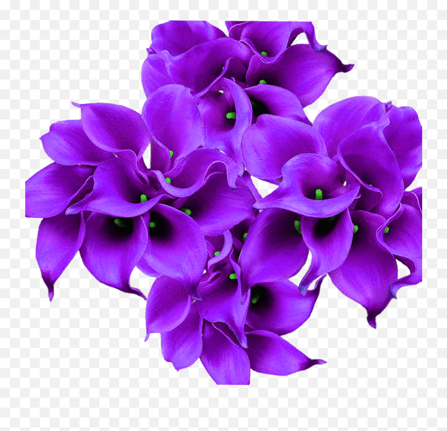 Lily Flower Png Image - Lilium Candidum Catesbaei Emoji,Lilies Png