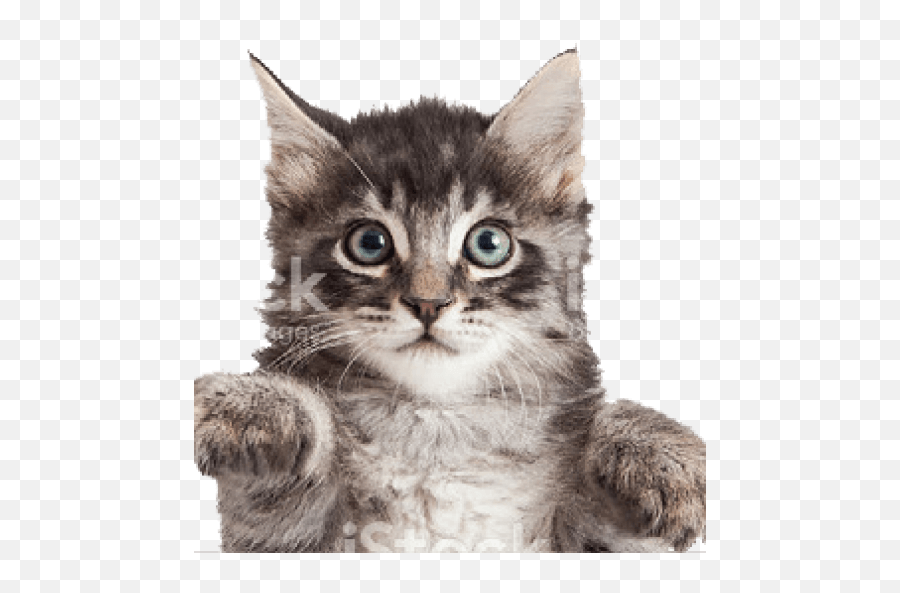 Cropped - Caticonbottompng U2013 Have We Seen Your Cat Lately Emoji,Cat Icon Png