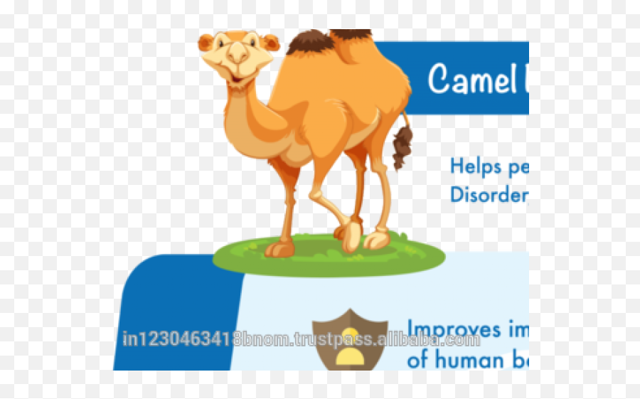 Camels Png - Camels Clipart Body Camel Vector 269651 Animal Figure Emoji,Camel Clipart