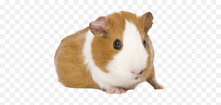 Guinea Pigs Png Images Transparent Background Png Play Emoji,Pig Transparent Background