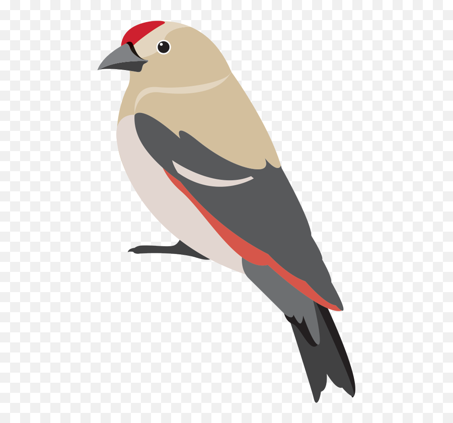 Wild Bird Care And Seed - Des Moines Feed U0026 Nature Center Emoji,Chickadee Clipart