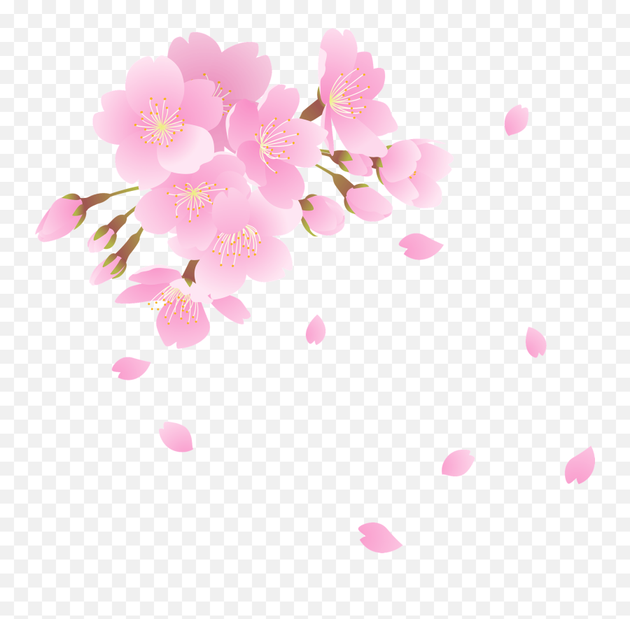 Cherry Blossoms Clipart Free Download Transparent Png Emoji,Cherry Blossom Clipart