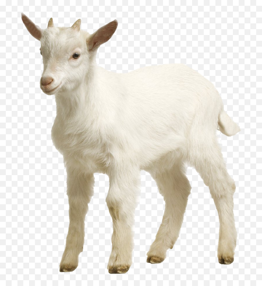 White Goat Png Picture - Goat Transparent Emoji,Goat Png