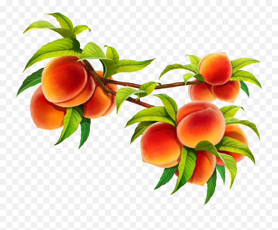 Hd Peach Fruit Png Image Free Download - Peaches Branch Emoji,Fruit Clipart