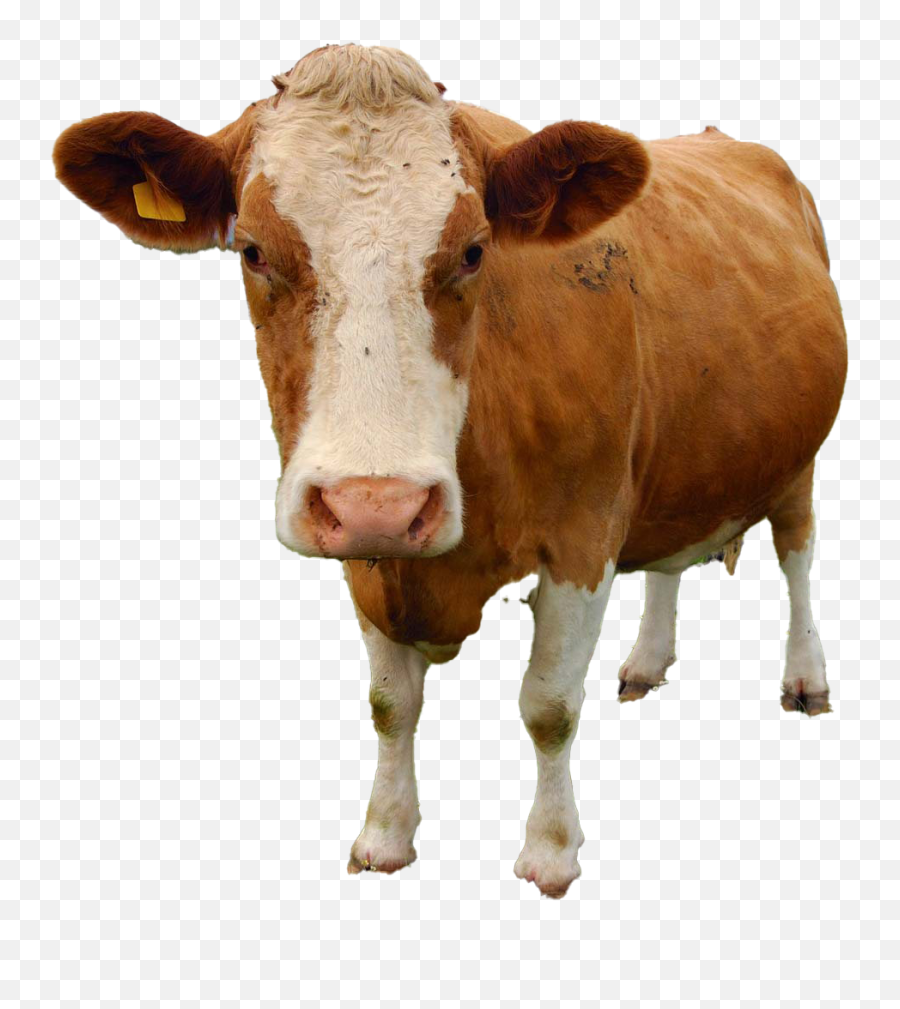 Cow Png Free Download - Sapi Guernsey Emoji,Cow Png