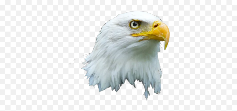 Black And Brown Eagle On Flight Transparent Background Emoji,Eagle Transparent Background