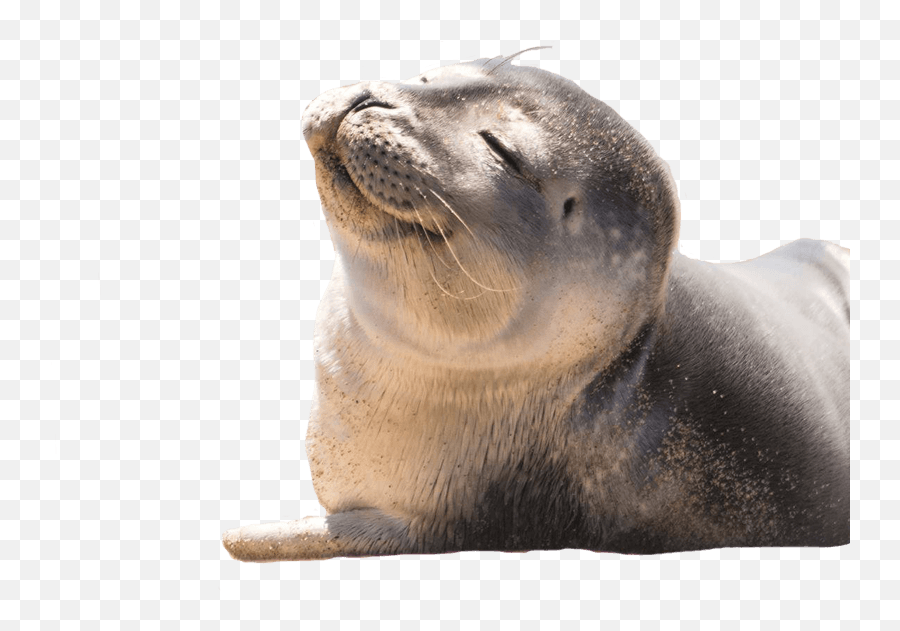 Seal - 3 Seacoast Science Center Emoji,Sea Lion Png