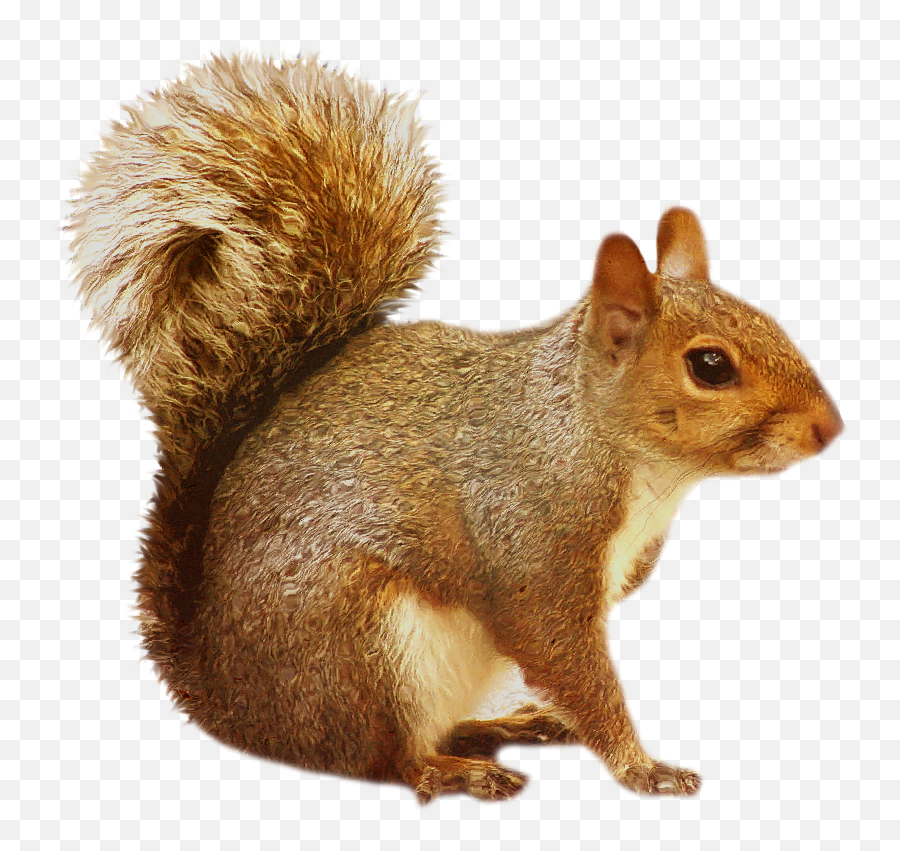 Squirrel Png - Squirrel Png Emoji,Squirrel Png