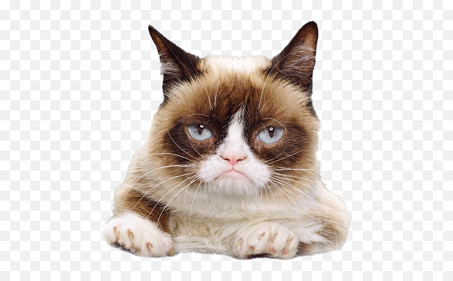 Grumpy Cat Face Png File - Grumpy Cat Demeter Emoji,Cat Face Png