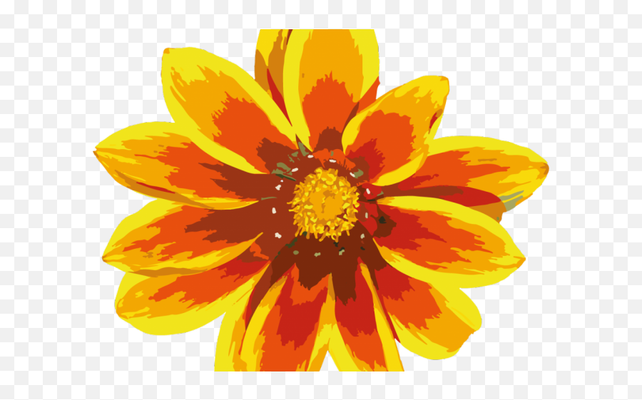 Gazania Clipart Orange Gazania - Yellow Red Flower Png Emoji,Red Flower Png