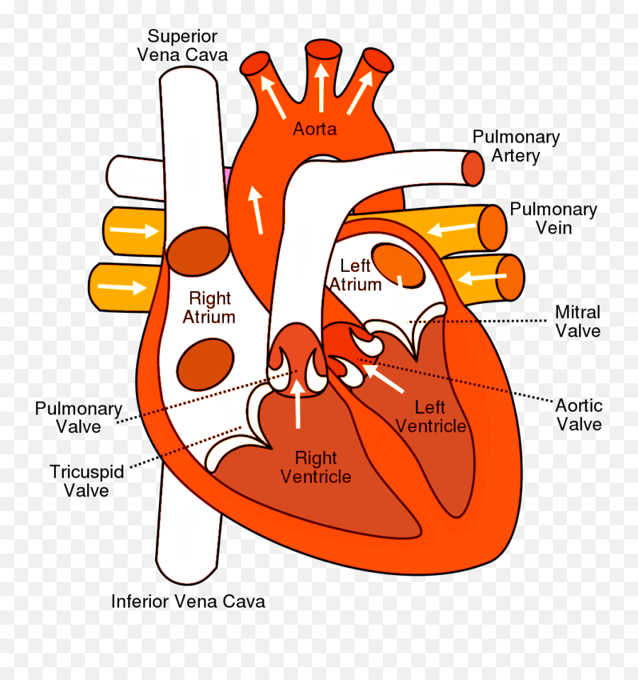 Special Care Of Heart Heartly - Aorta Vs Vena Cava Emoji,Human Heart Png