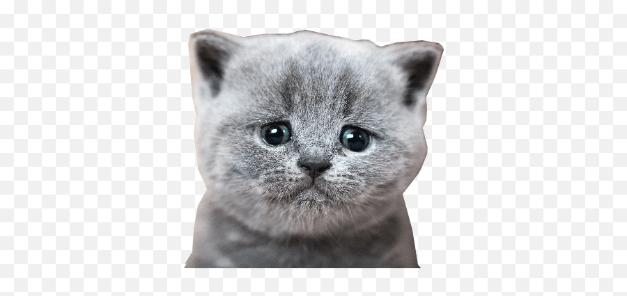Slpmichelleb Baamboozle Emoji,Crying Cat Meme Transparent