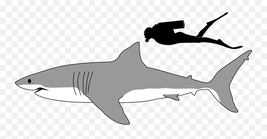 How To Draw A Leopard Shark - Clipart Best Clipart Best Great Size Emoji,Shark Clipart