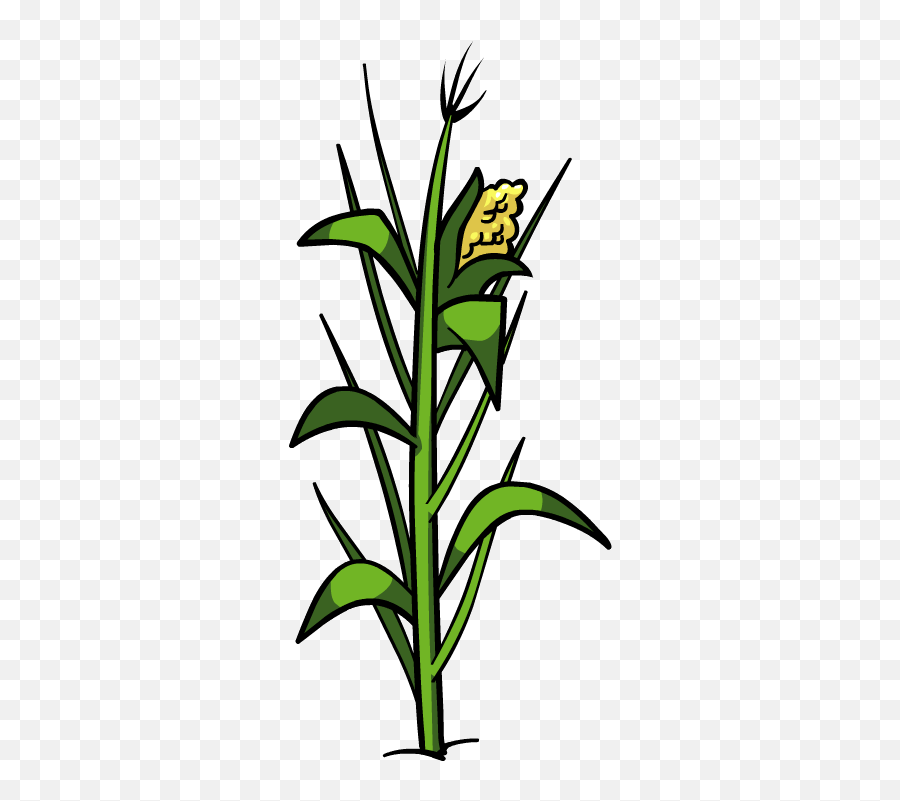 Download Plant Clipart Corn - Corn Plant Png Full Size Png Corn Plant Clipart Png Emoji,Plant Clipart