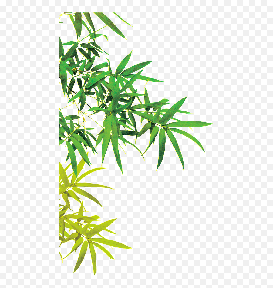 Bamboo Leaves - Transparent Background Bamboo Leaves Png Emoji,Bamboo Png