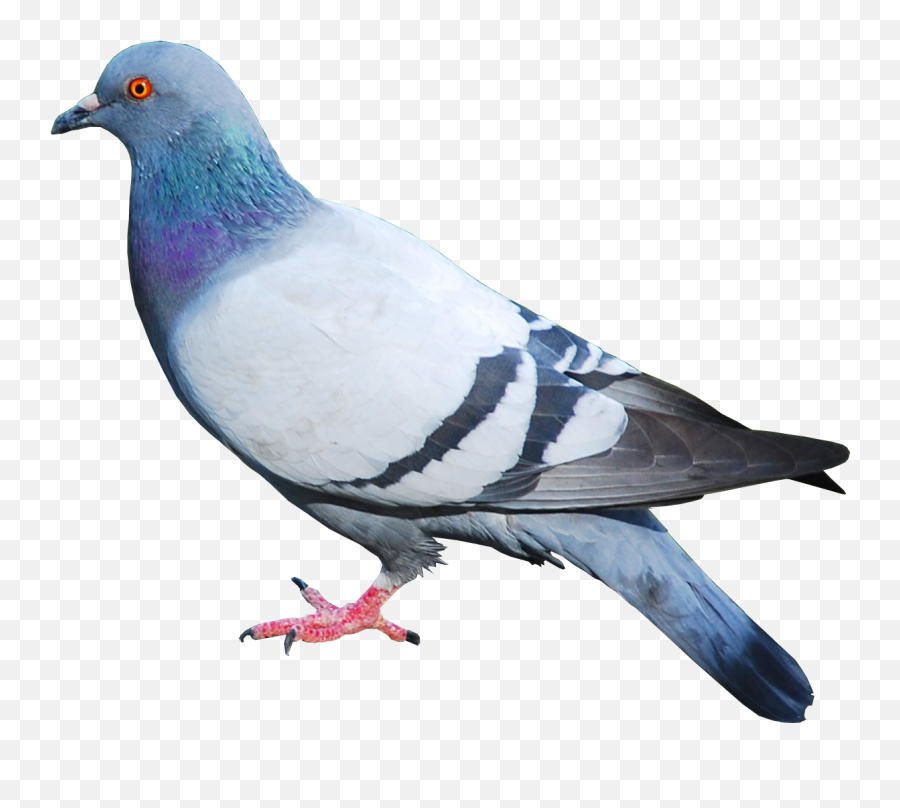 Pigeon Png Alpha Channel Clipart Images - Pigeon Png Emoji,Pigeon Clipart