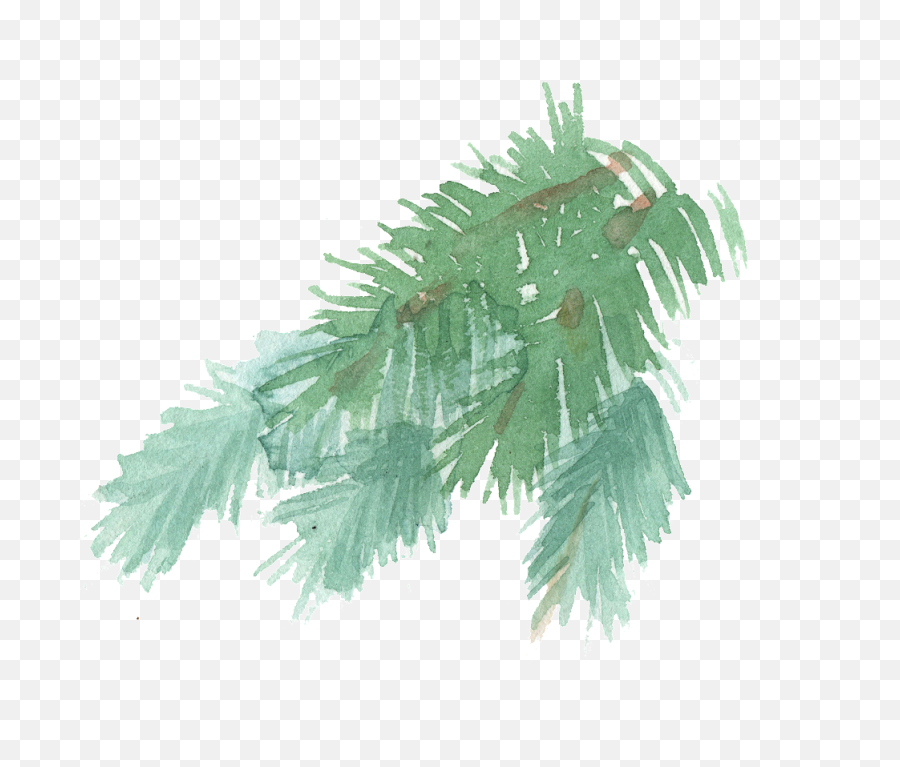 Download Hand Painted A Few Pine Tree Branches Watercolor - Watercolor Pine Branch Clipart Emoji,Watercolor Tree Png