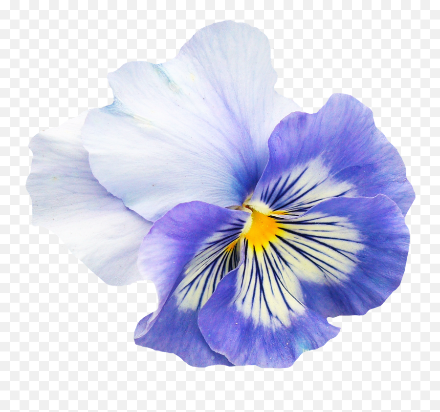 Pansy Flower Png Image - Pansy Png Emoji,Flower Transparent
