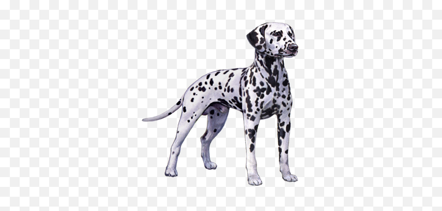 Dalmatian Facts - Wisdom Panel Dog Breeds Emoji,Dalmatian Png
