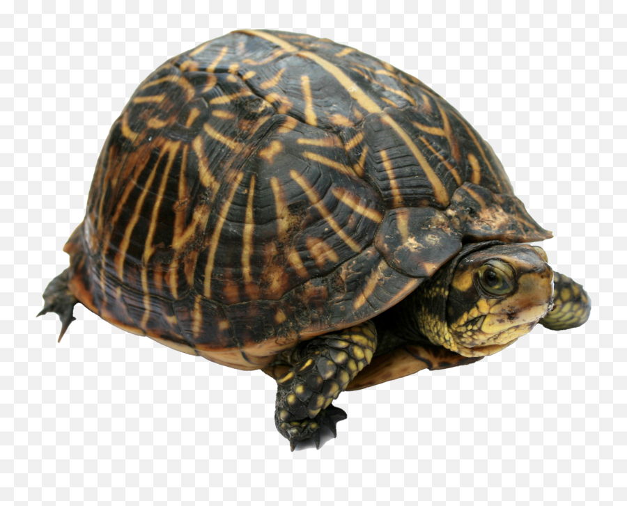 Download Full Size Of Turtle Png Images Hd Png Play - Realistic Box Turtle Turtle Clipart Emoji,Turtle Png