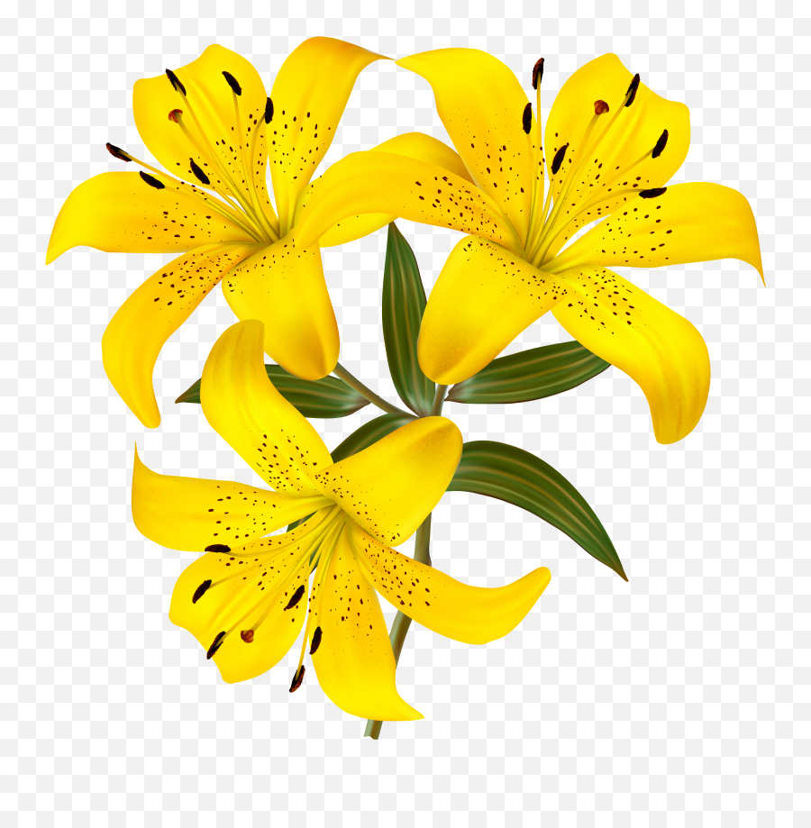 Easter Lily Png - Transparent Background Yellow Lily Flower Png Emoji,Easter Lily Clipart