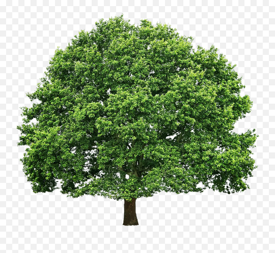 Tree Oak Pruning Clip Art - Tree Png Download 1100929 Clip Art Of Neem Tree Emoji,Oak Tree Clipart