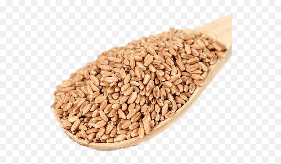 Scoop Of Wheat Berries Transparent Png - Stickpng Hard Wheat Emoji,Wheat Png