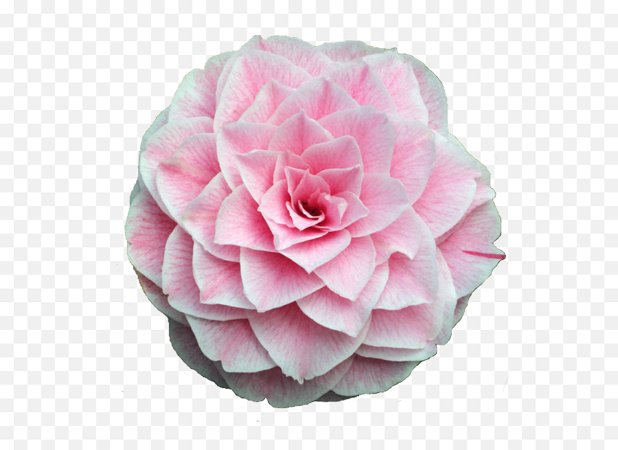 A Pretty Pink Camellia Flower Emoji,Pink Flowers Transparent