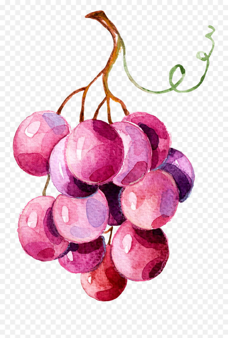 Grape Watercolor Painting Emoji,Grape Png