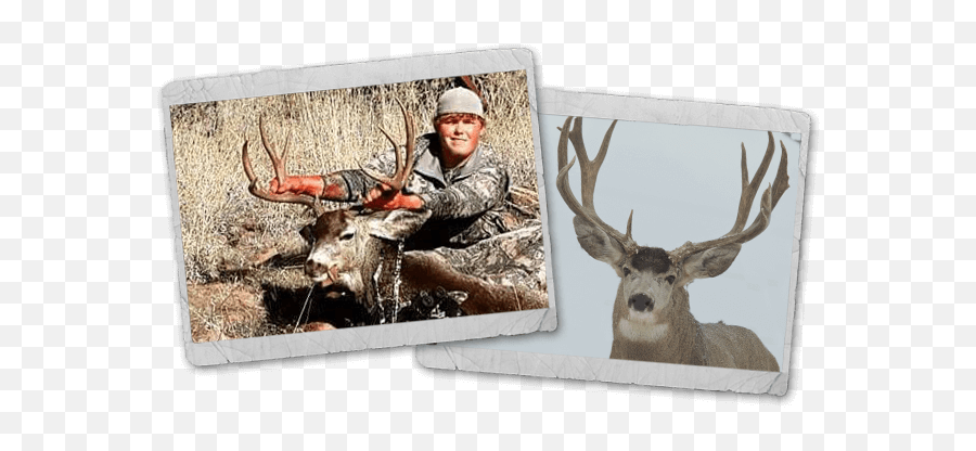 Hunts U2013 Antler Canyon Outfitters Emoji,Deer Hunter Clipart