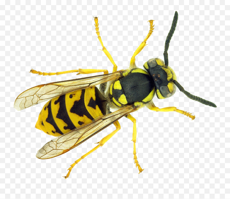 Wasps Emoji,Hornet Png