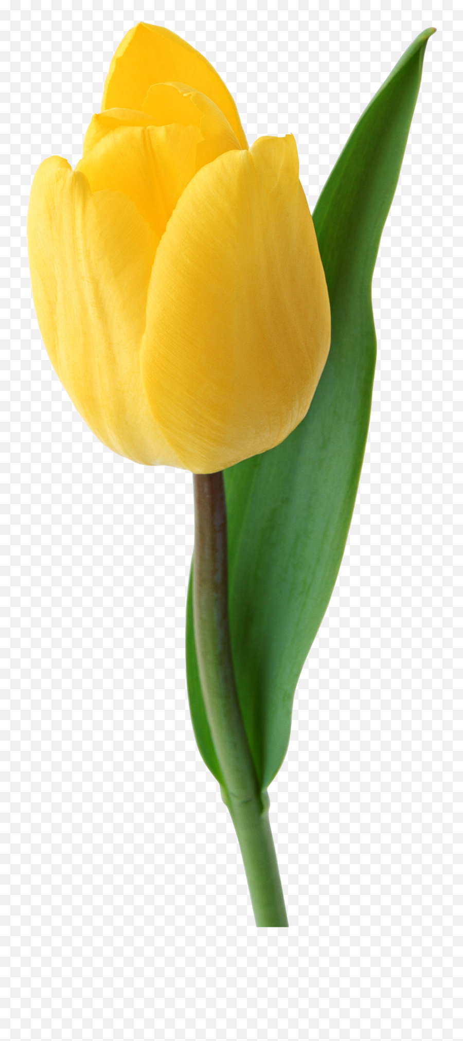 Pic Tulip Png Picpng - Yelow Tulipe Png Emoji,Tulip Clipart