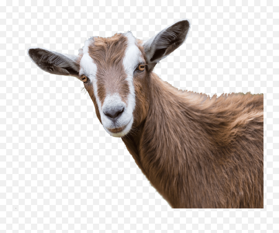 Download Goats Png - Goat Png Emoji,Goat Png