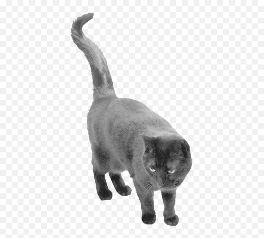 Images Png Transparent Background - Transparent Black Cat Png Emoji,Black Cat Png